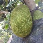 Artocarpus integer Fruit