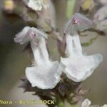 Nepeta nepetella 花