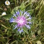 Cyanus triumfettii Flower