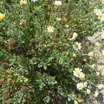 Anthemis maritima Folha