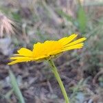 Coleostephus myconis Flower