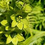 Veratrum album Flor
