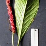 Anthurium ramonense Otro