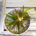 Orthophytum harleyi Hoja