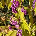 Callicarpa dichotoma Ffrwyth