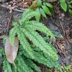 Adiantum hispidulum Hoja