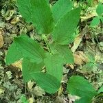 Smilax herbacea ഇല