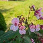 Impatiens glanduliferaফুল