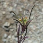 Plantago afra Blad