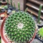 Mammillaria winterae Bark