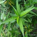 Justicia gendarussa Лист