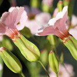 Vaccaria hispanica 花