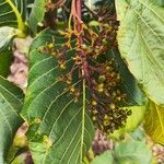 Palicourea rigida Fruit