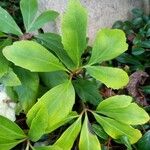 Helleborus niger Hoja