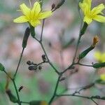 Lactuca muralis Flower