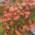 Ixora chinensis Çiçek