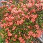 Ixora chinensis Blüte