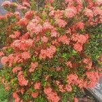 Ixora chinensis Цвят