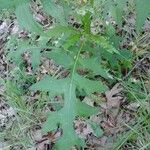Lactuca biennis Leaf