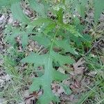 Lactuca biennis Hostoa