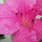Rhododendron indicum Övriga