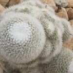 Mammillaria hahniana 葉