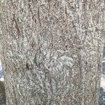 Ficus sycomorus кора