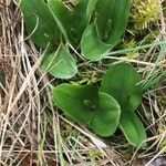 Neottia ovata Habit
