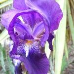 Iris germanica Kvet