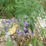 Aconitum variegatum Blomst