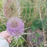 Dipsacus fullonumFleur