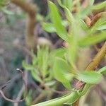 Salix × pendulina Feuille