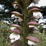 Acanthus mollisFrunză