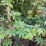 Cyclanthera pedata 葉