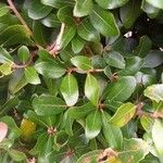 Quercus phillyreoides Folha