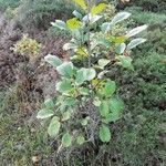 Rhamnus alpina عادت داشتن