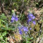 Veronica orsiniana Blüte