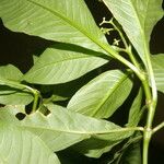 Palicourea pubescens Blad