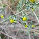 Euphorbia osyridea Flower