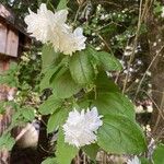 Philadelphus × virginalisപുഷ്പം