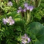 Phacelia tanacetifoliaΛουλούδι