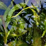 Potamogeton lucens 整株植物