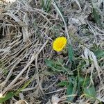 Tussilago farfara Flower