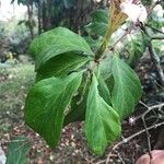 Rothmannia urcelliformis Leaf