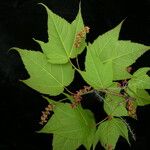 Acer pectinatum Hábito