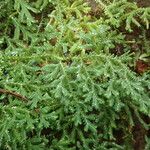 Selaginella cathedrifolia