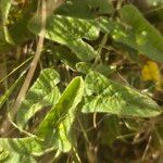 Ipomoea mombassana Foglia