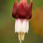 Ribes menziesii Flower