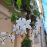Solanum jasminoides Цветок