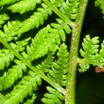 Athyrium filix-femina Leaf